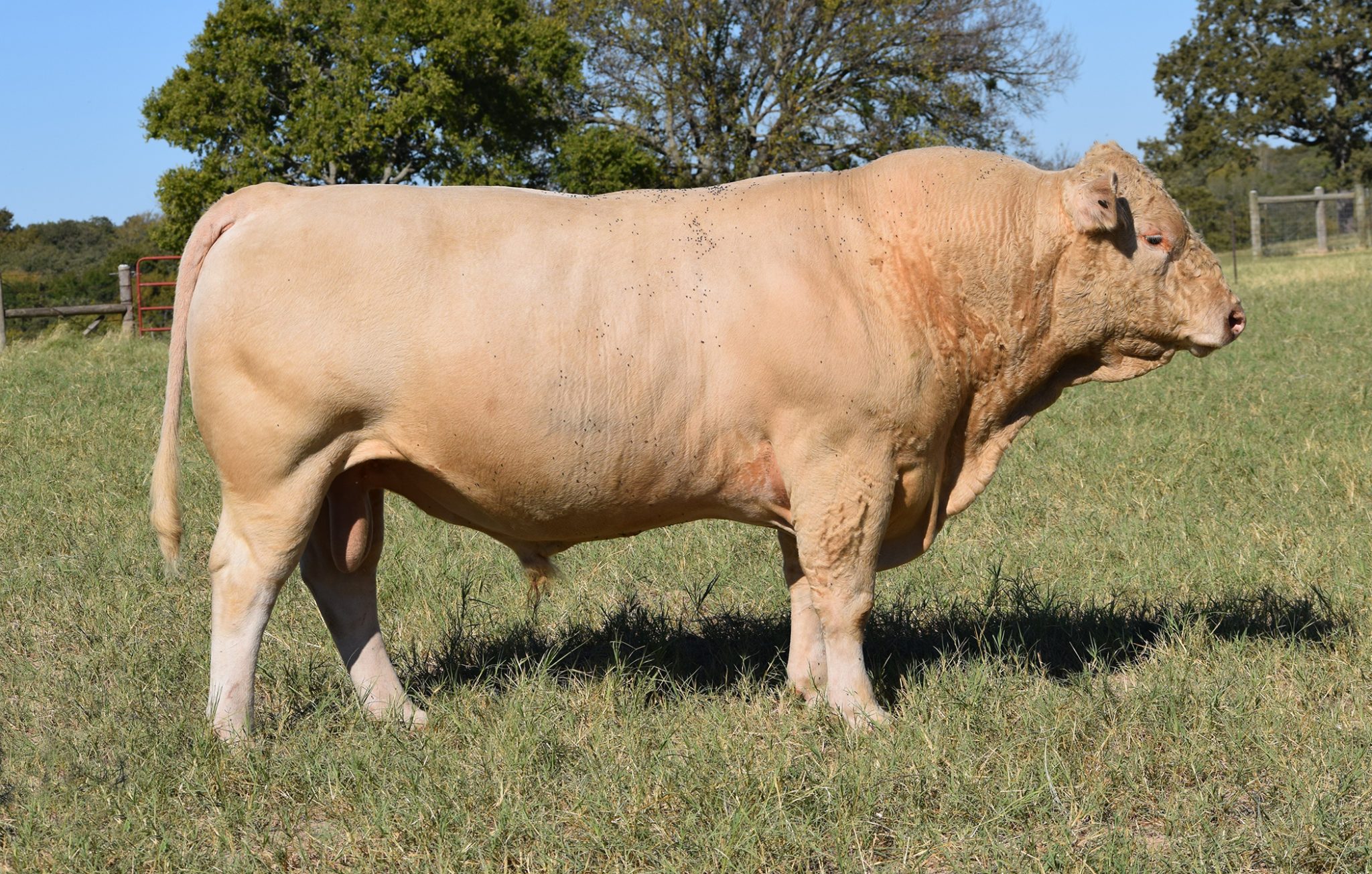 Sire Bulls | Sandbur Ranch CharolaisSandbur Ranch Charolais