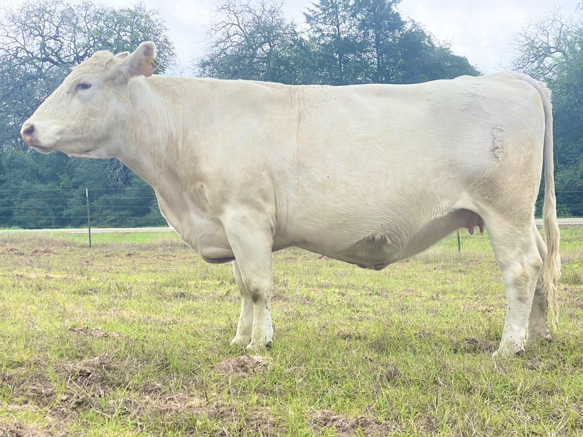 Cows for Sale | Sandbur Ranch CharolaisSandbur Ranch Charolais